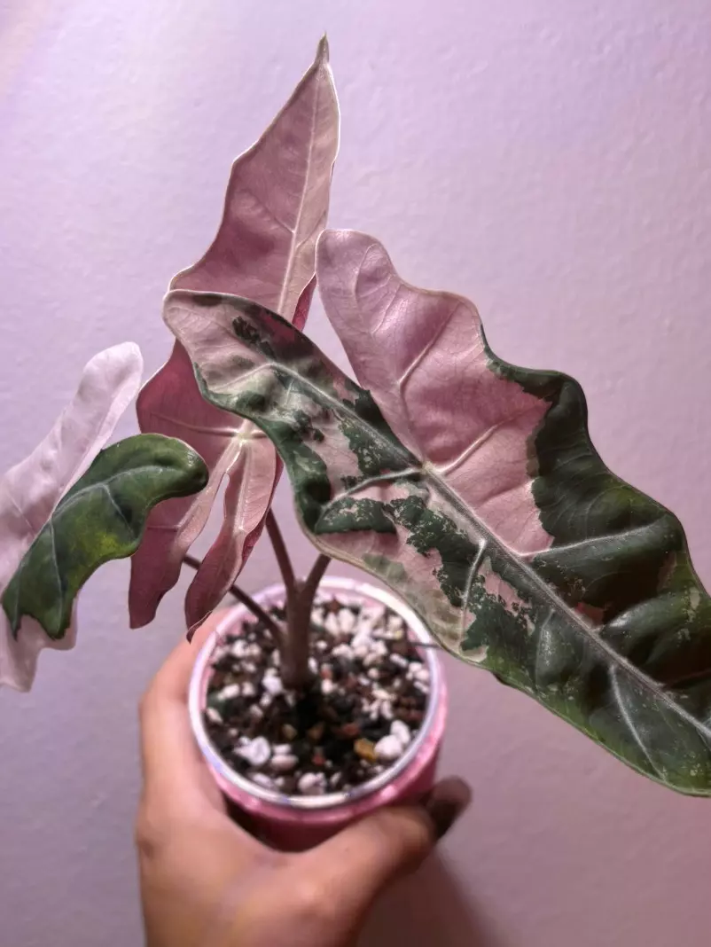 plant/✨Dashing Botanicals Dash Crack Alocasia Mixture✨-4