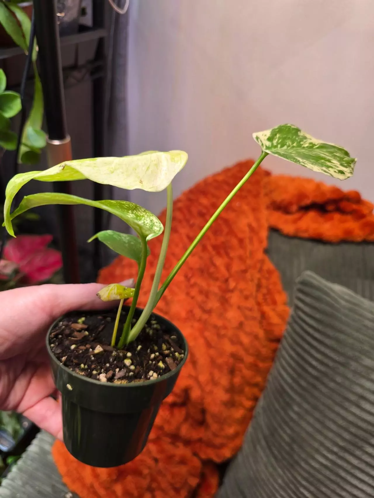 plant/Mint Monstera 3.5 inch pot-1