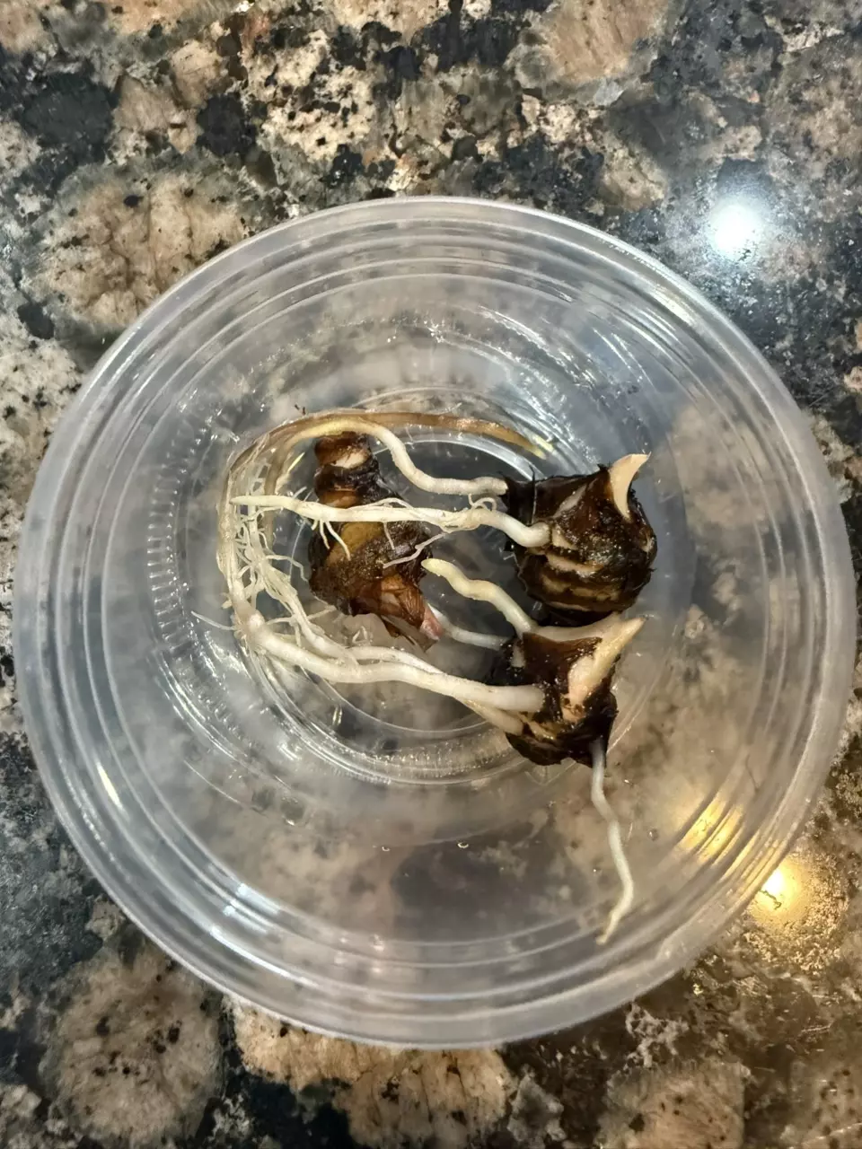 plant/(3) Rooting Zebrina Corms-1