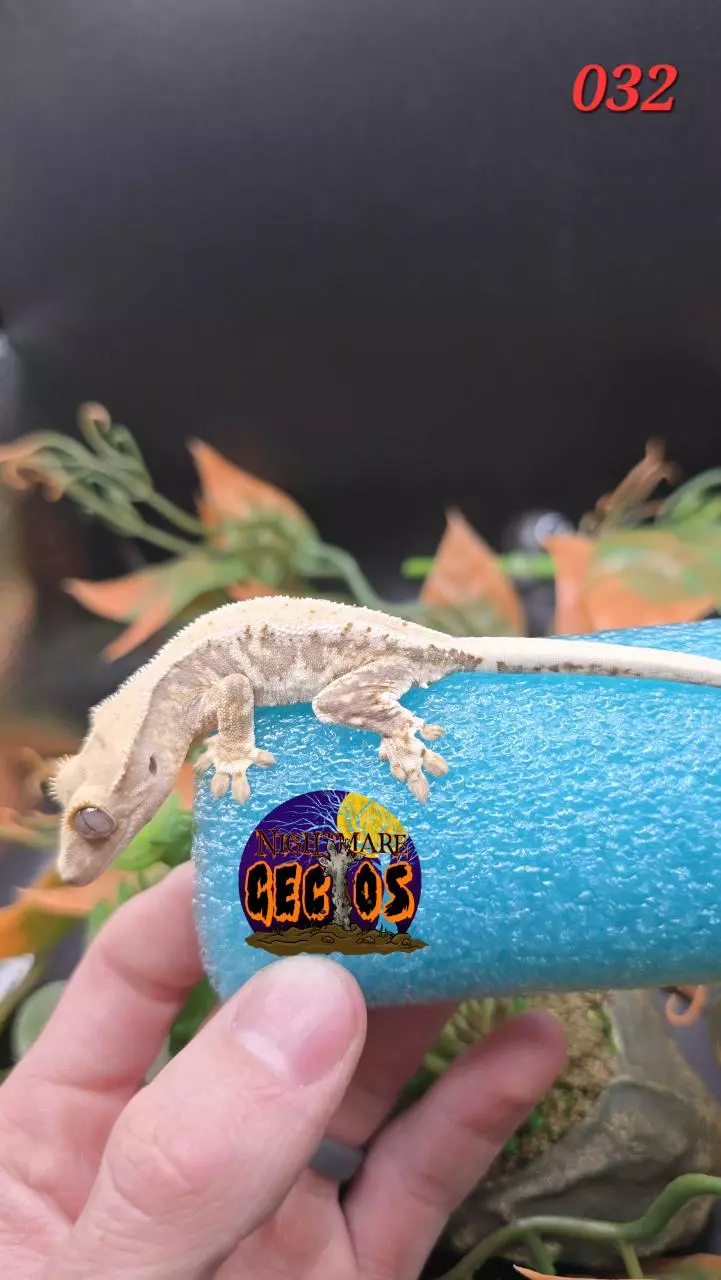 plant/032. Lavender Base Tricolor high white Lilly white OG X ToadButt-0