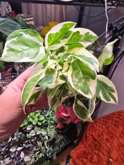 plant/Pearls and Jade Pothos 4 inch-1-thumbnail