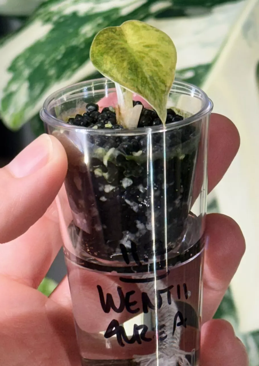 plant/alocasia wentii aurea variegated-3