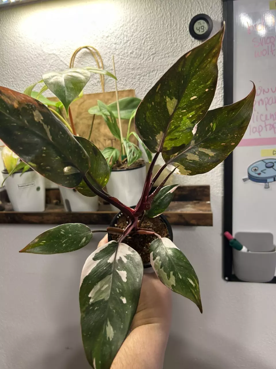 plant/Philodendron Red Anderson-1