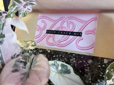 plant/✨Dashing Botanicals Dash Crack Alocasia Mixture✨-0-thumbnail