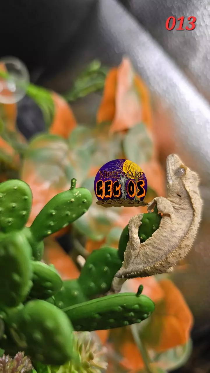 plant/013. Phantom Pinstripe Brindle Puff X Baba Yaga-2