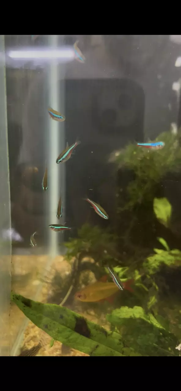 plant/Green Neon Tetra 5 pack-0