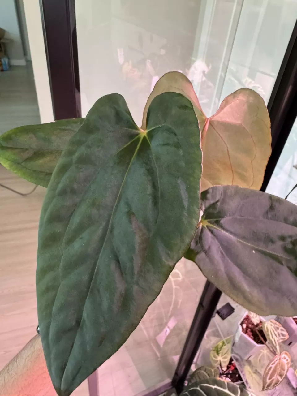 plant/Dark Phoenix x Dorito Port-2