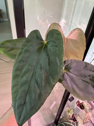 plant/Dark Phoenix x Dorito Port-2-thumbnail