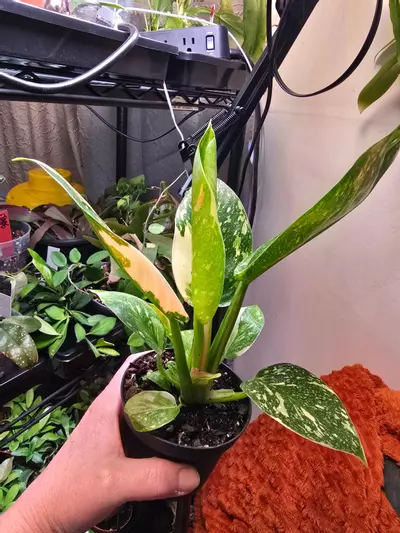 plant/Copper Flame Green Congo Philodendron 4 inch pot-3-thumbnail