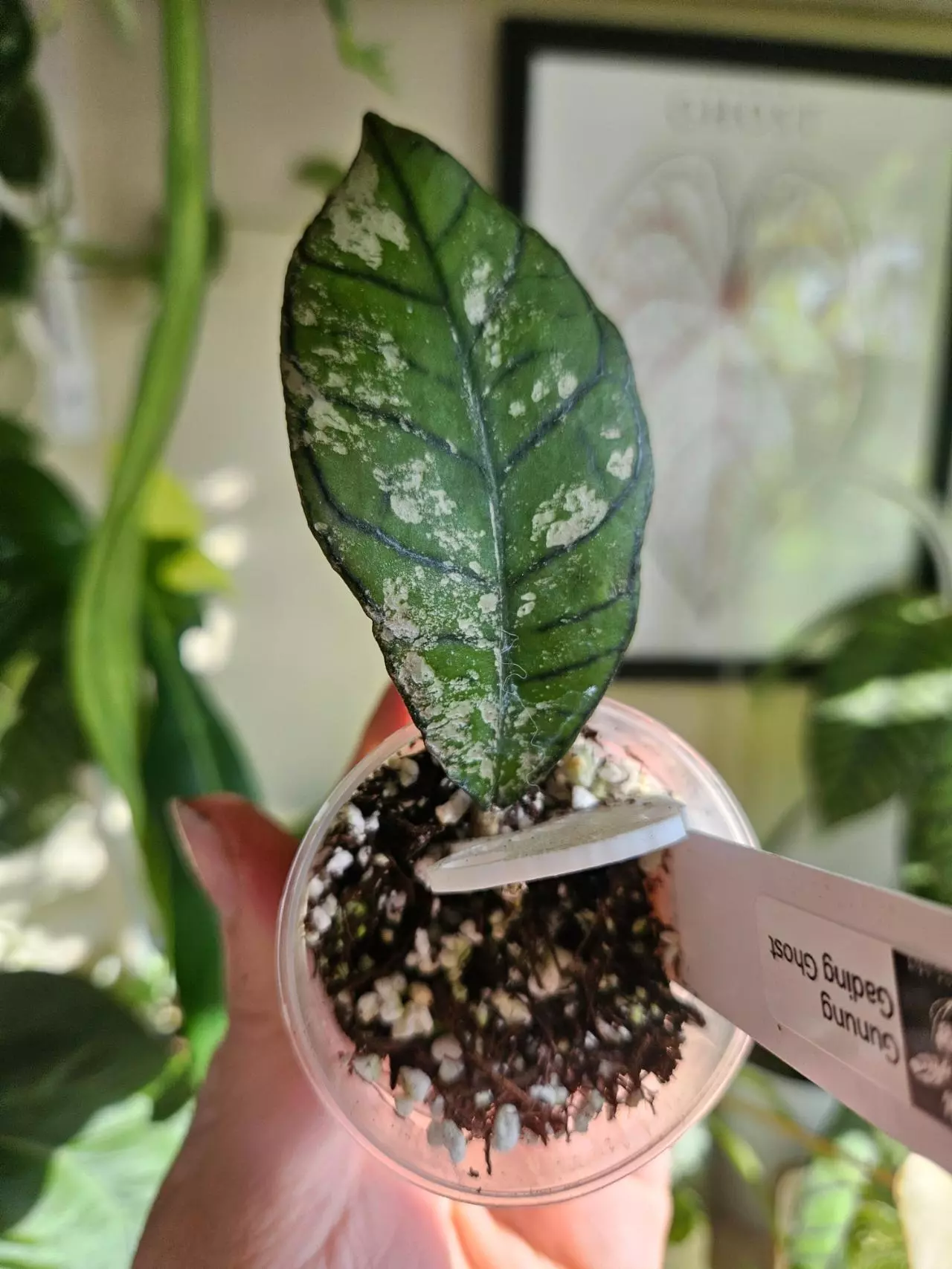 plant/Gunung gading ghost lightly rooted-0