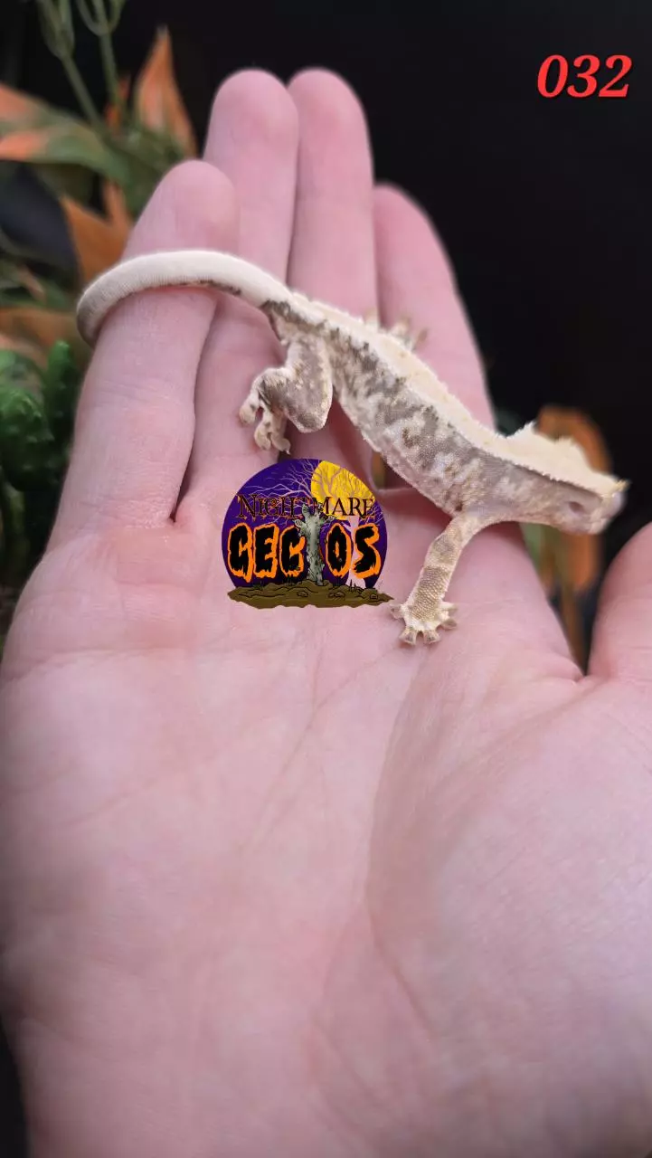 plant/032. Lavender Base Tricolor high white Lilly white OG X ToadButt-2