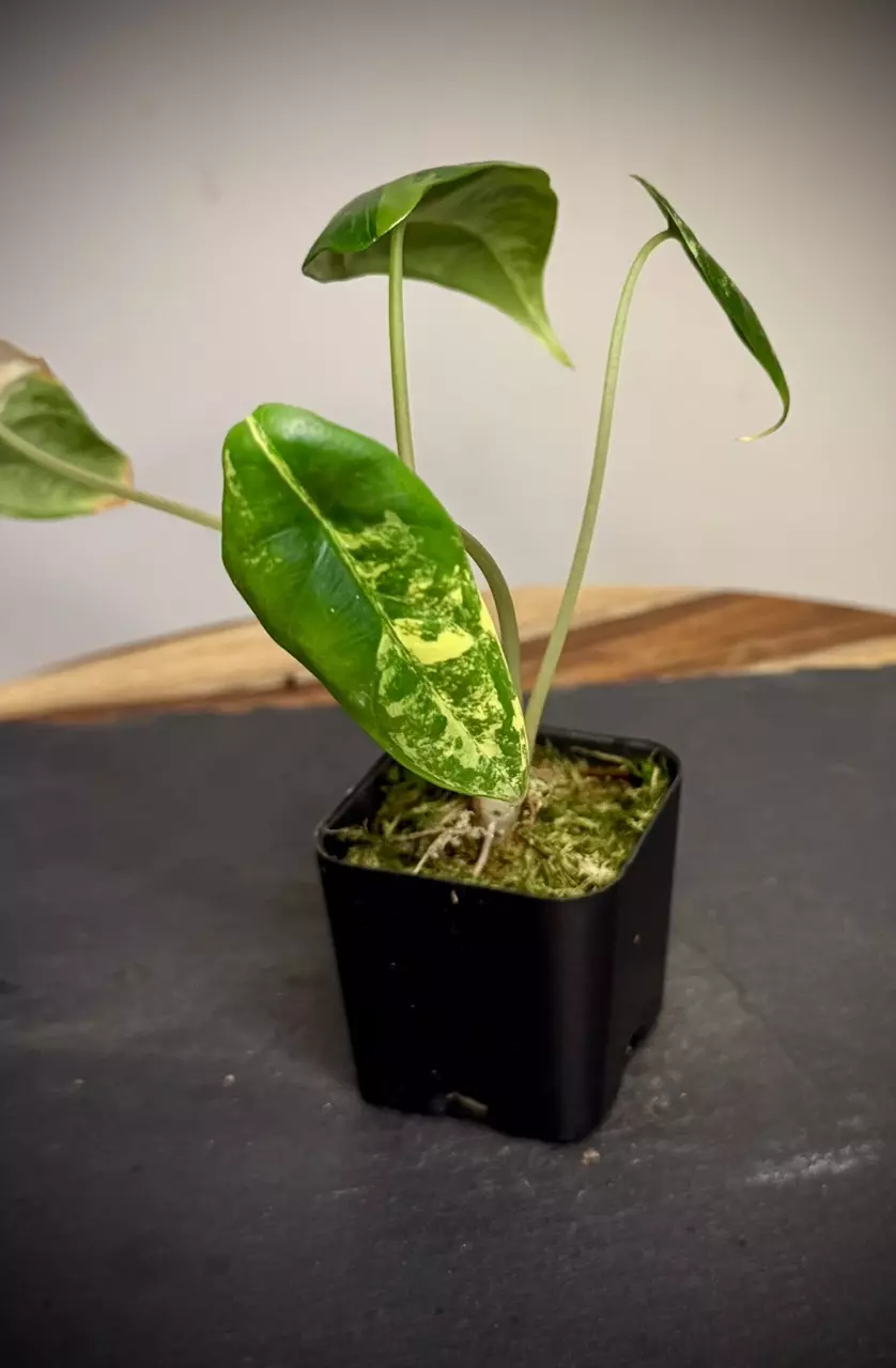 plant/Alocasia Venusta Aurea-0