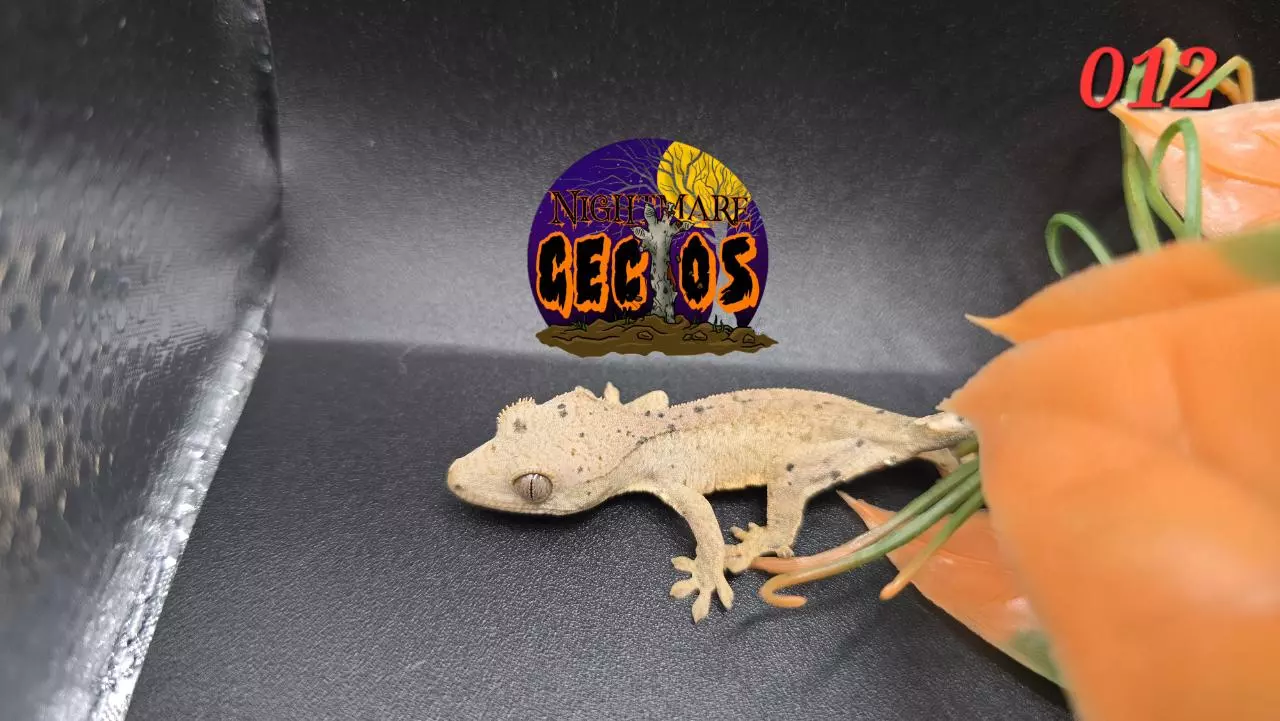 plant/012. Super Dalmation Ink blot poss oil spots SPG X Cheese-2