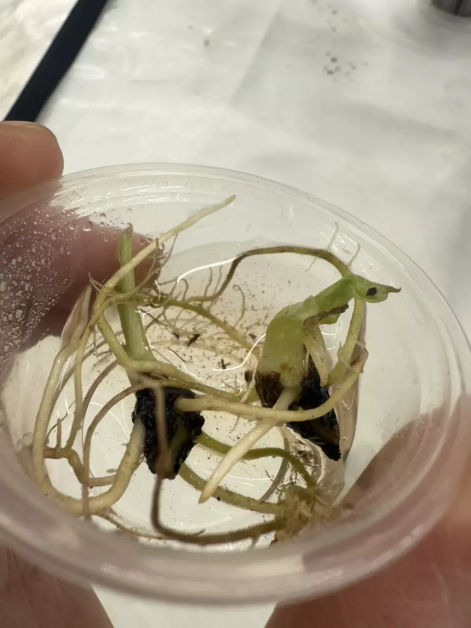 plant/Cuculatta Albo Mint Corm-1