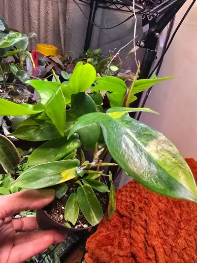 plant/Florida Beauty "Sunrise" Philodendron 4 inch pot-3-thumbnail