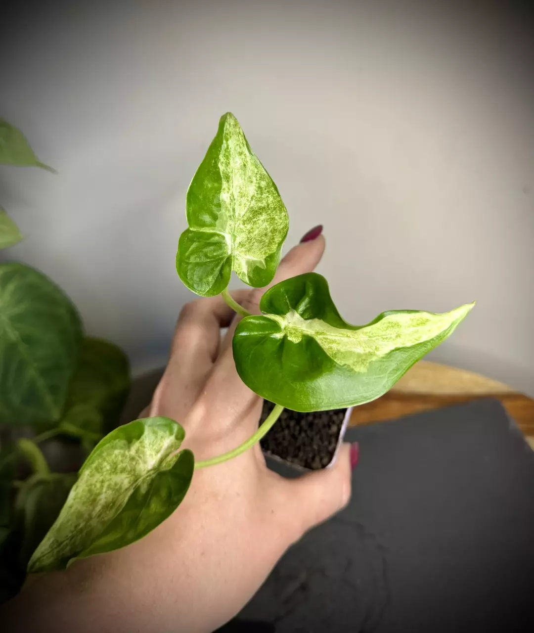 plant/Alocasia Cucullata White Stripe CORM-0