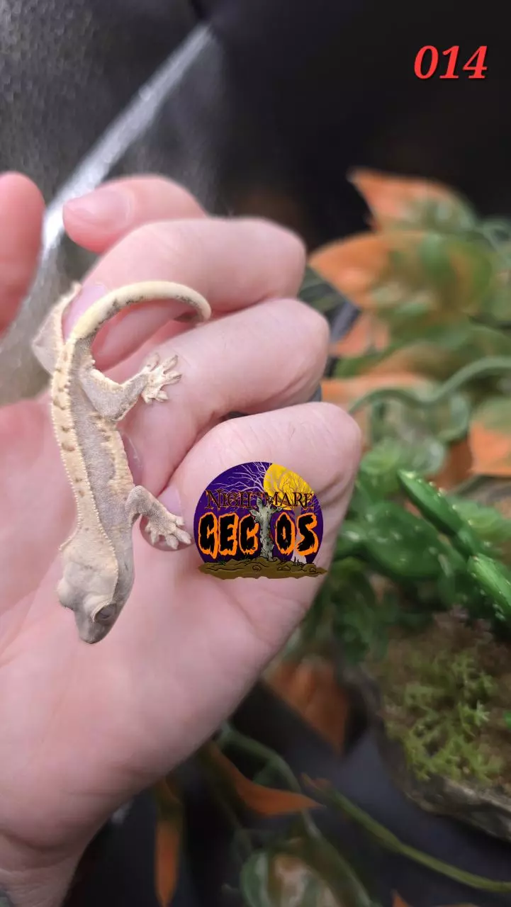 plant/014. Lilly White Puff X Baba Yaga-1