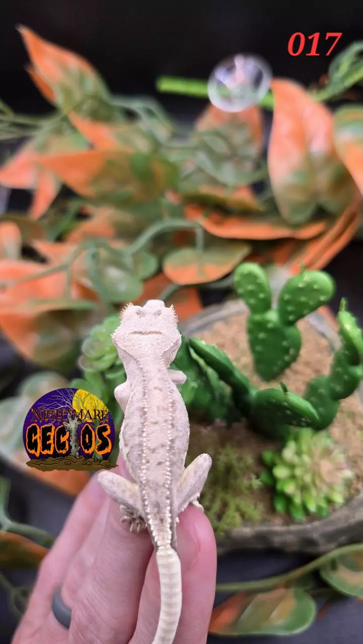 plant/017 Phantom lilly white Banshee X Puff-1