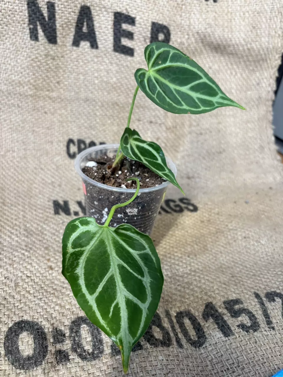 plant/Anthurium Brielle-1