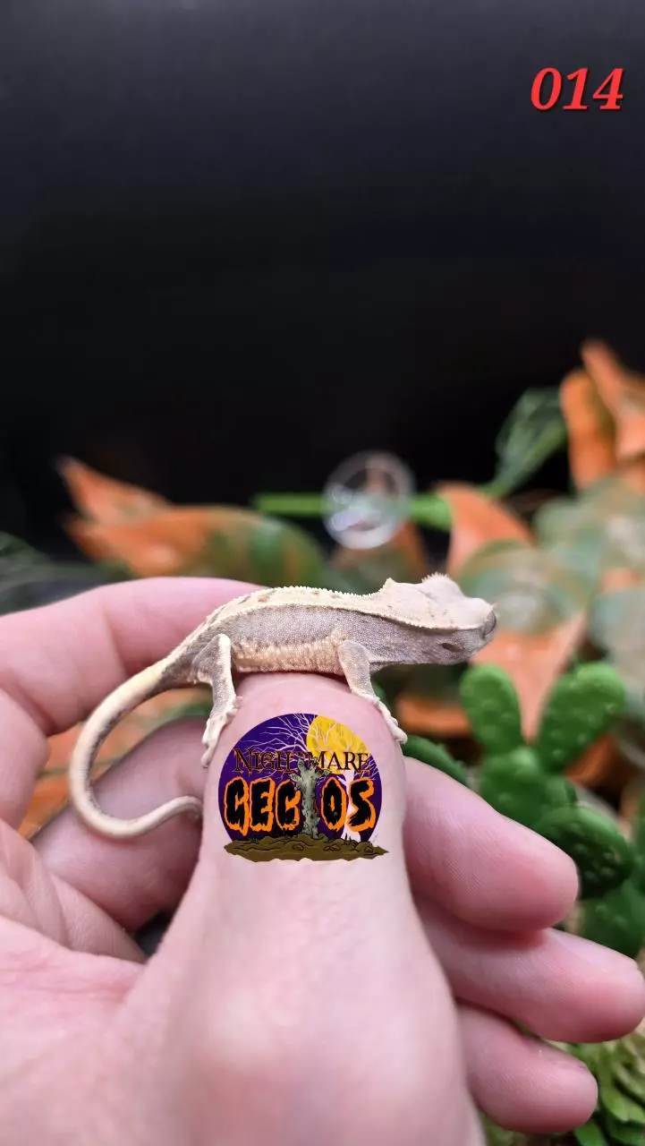 plant/014. Lilly White Puff X Baba Yaga-0