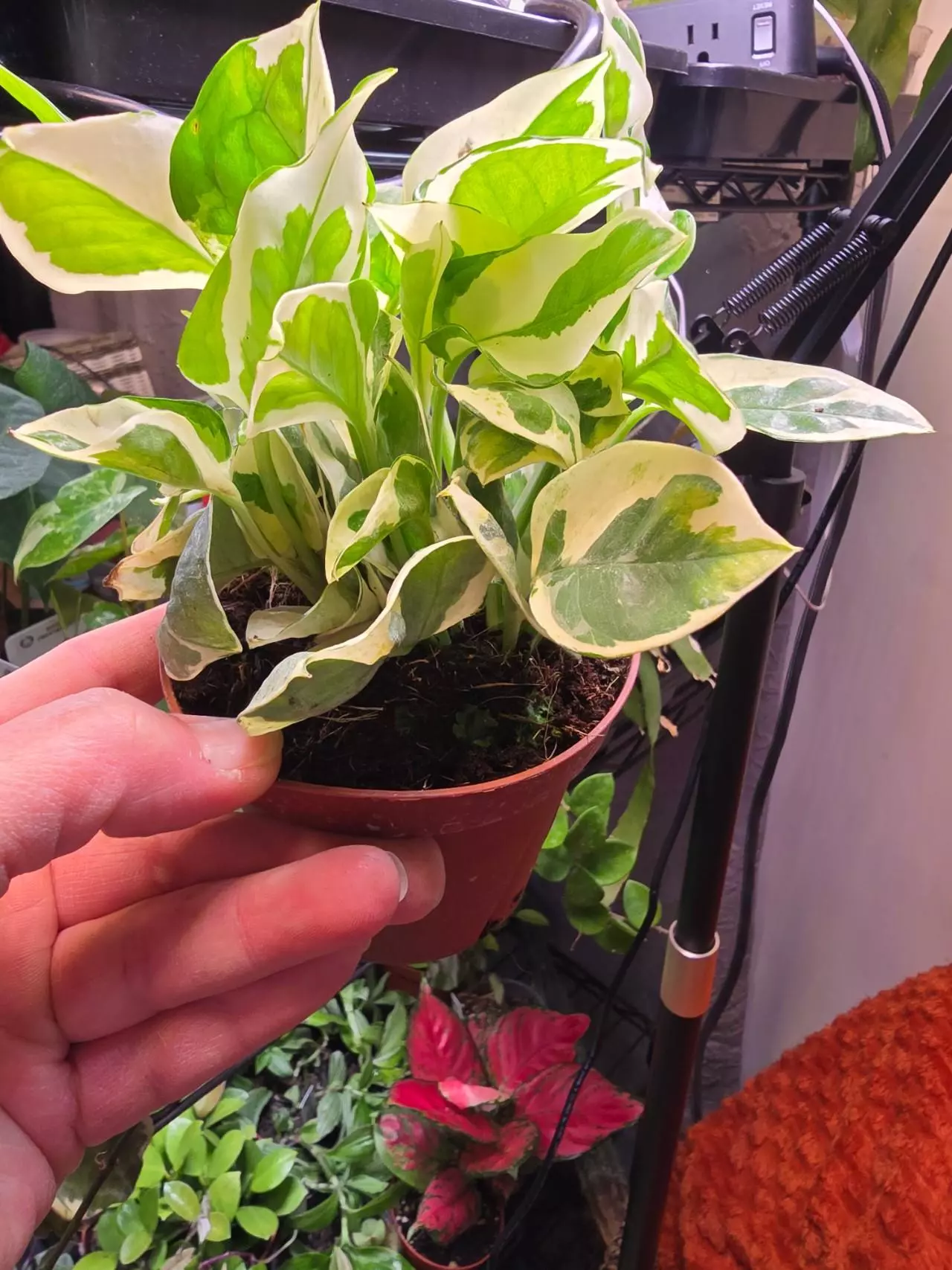plant/Pearls and Jade Pothos 4 inch-3
