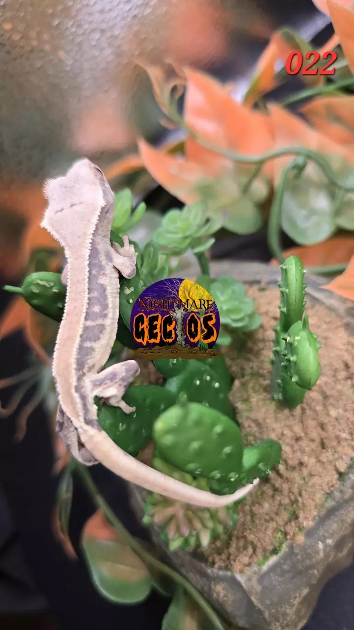 plant/022. Lilly White Empty Back Kittycat X Toadbutt-2