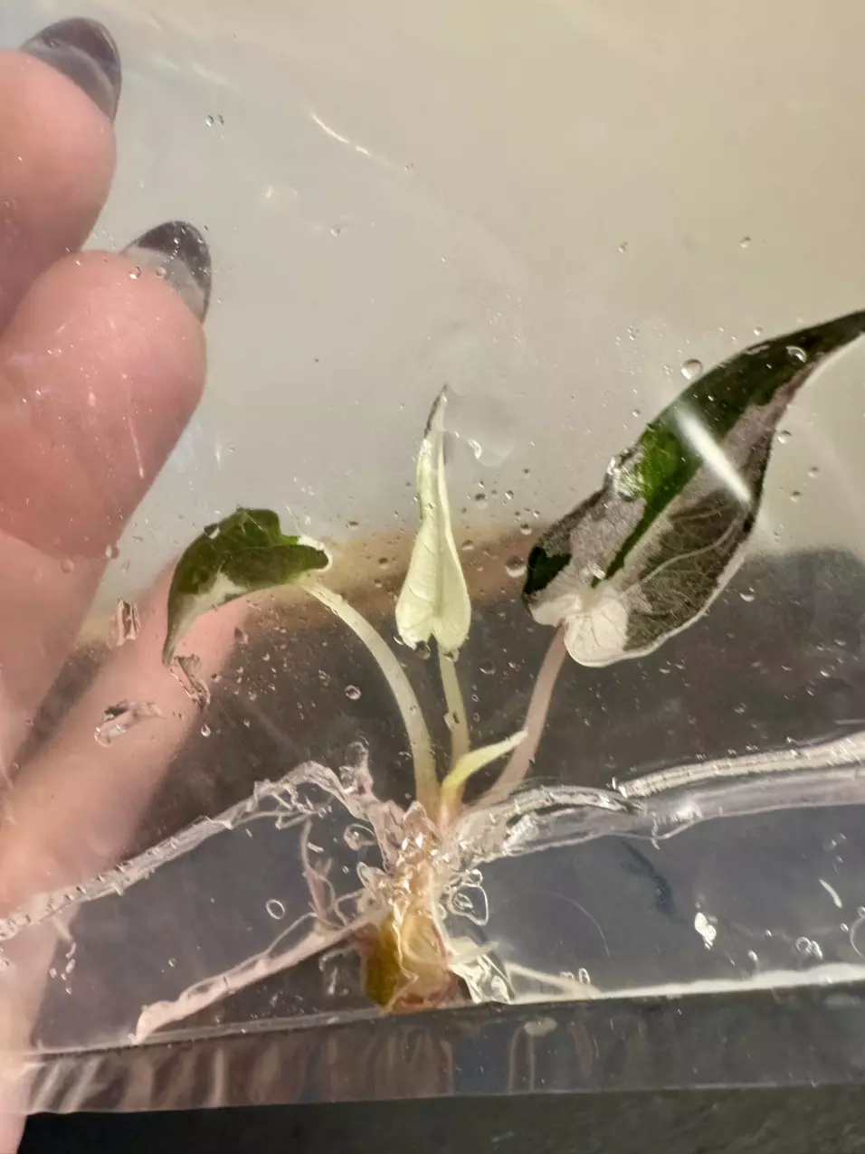 plant/Alocasia Pink Bambino 0303-0