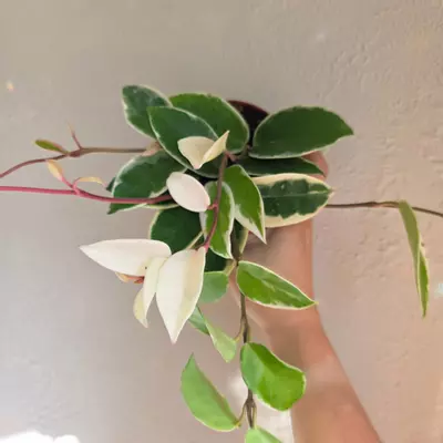 plant/4" Hoya krimson queen-0-thumbnail