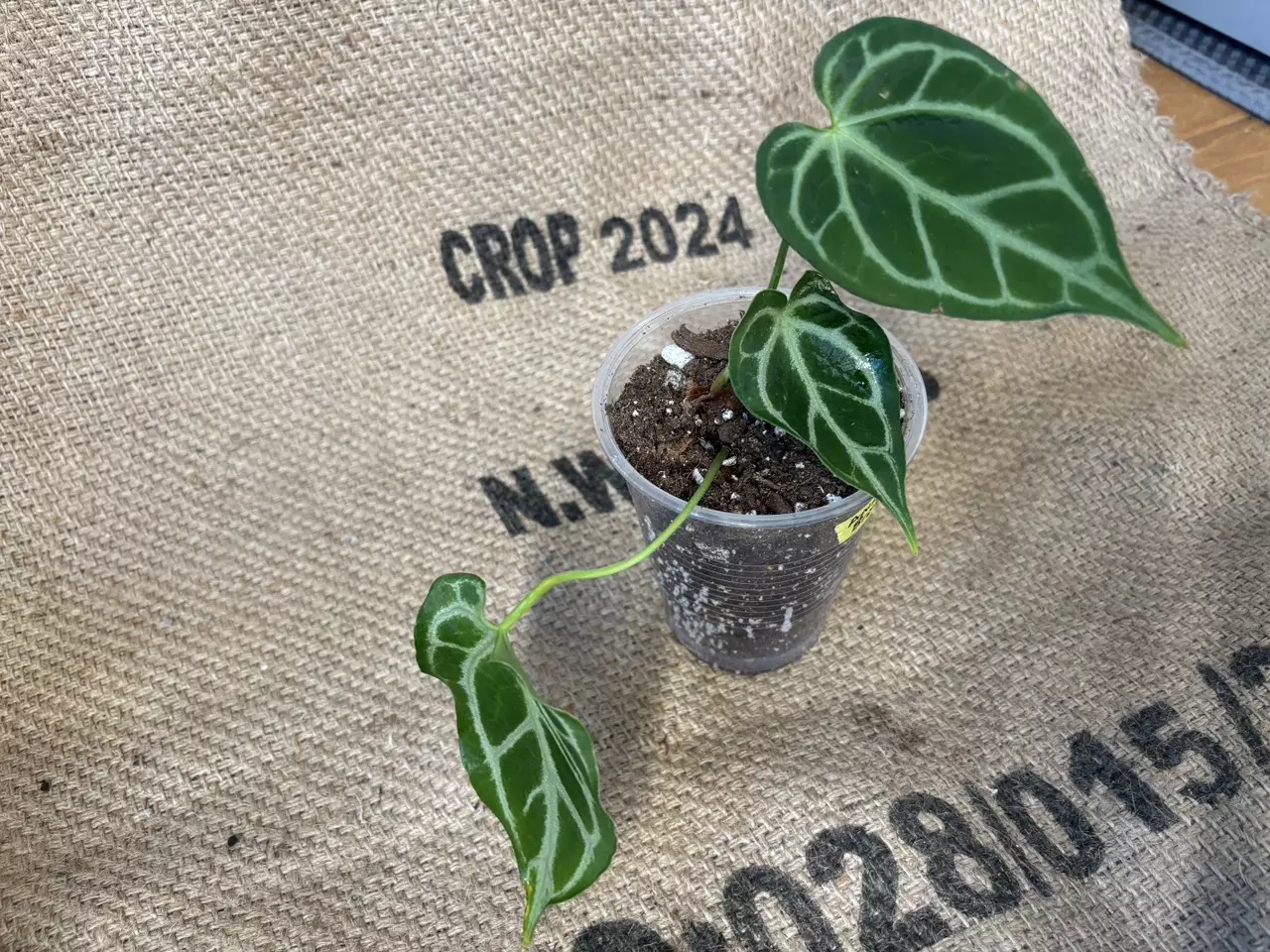 plant/Anthurium Brielle-0