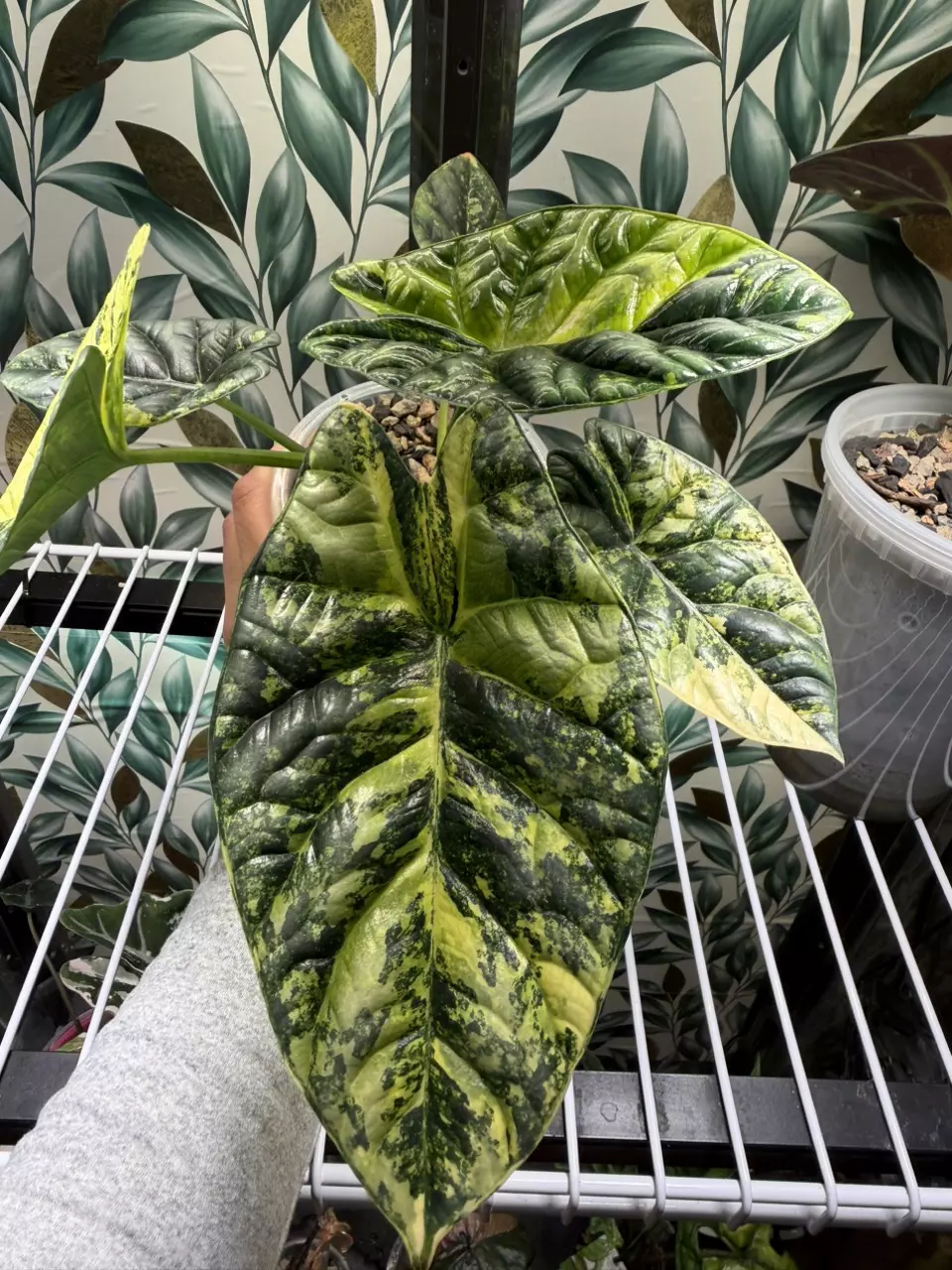 plant/Alocasia Sinuata Aurea CHUNKY Corm! Growers choice!-0