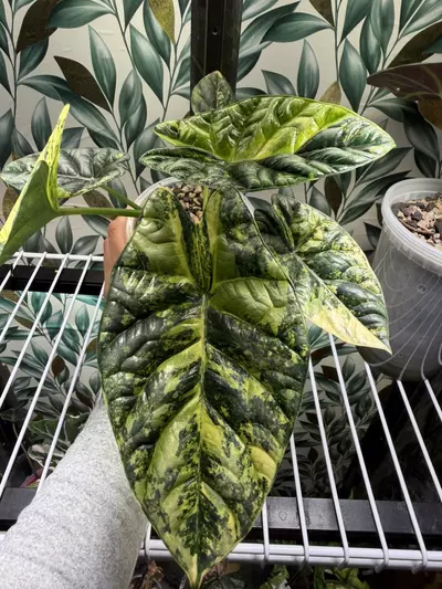 plant/Alocasia Sinuata Aurea CHUNKY Corm! Growers choice!-0-thumbnail