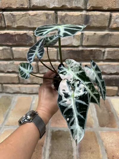plant/Alocasia Pink Bambino-1-thumbnail