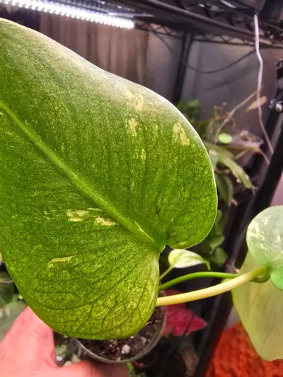 plant/Mint Monstera 3.5 inch pot-4-thumbnail