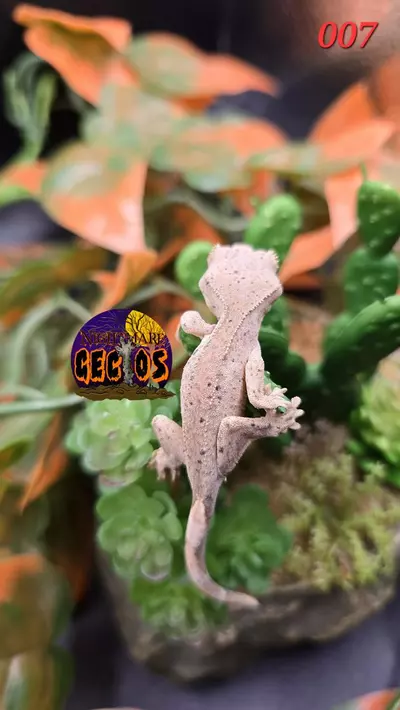 plant/007. Super Dalmation Brindle SPG X CHEESE-1-thumbnail