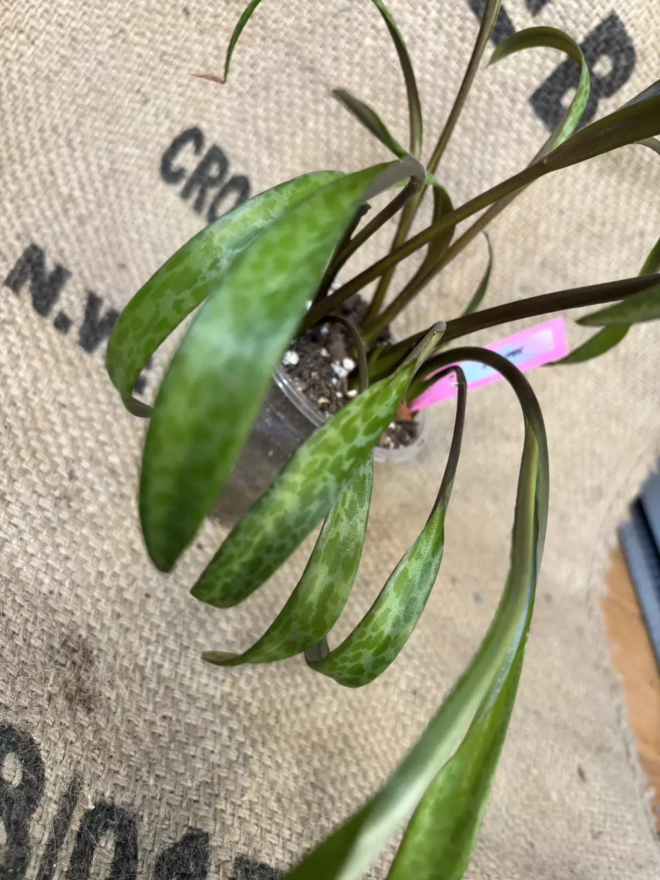 plant/Silver Squill-3