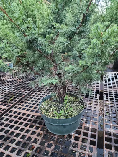 plant/Feomina juniper  10"  ( 8 to 10 yrs old) 20-28" tall ( growers choice)-0-thumbnail