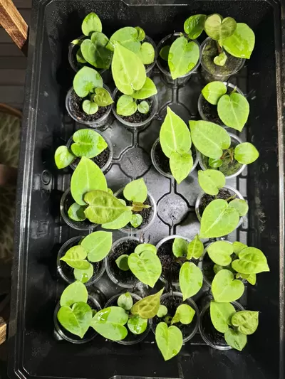 plant/2 sparkly seedling Anthurium Hybrid Bundle-3-thumbnail