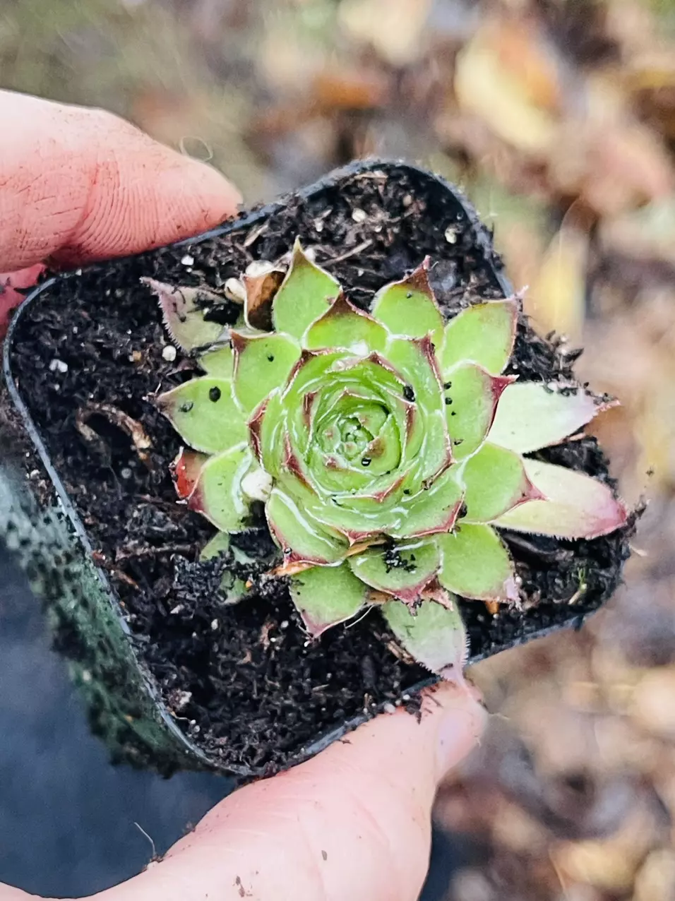 plant/Hardy Sempervivum, Hen & Chicks 2”-0