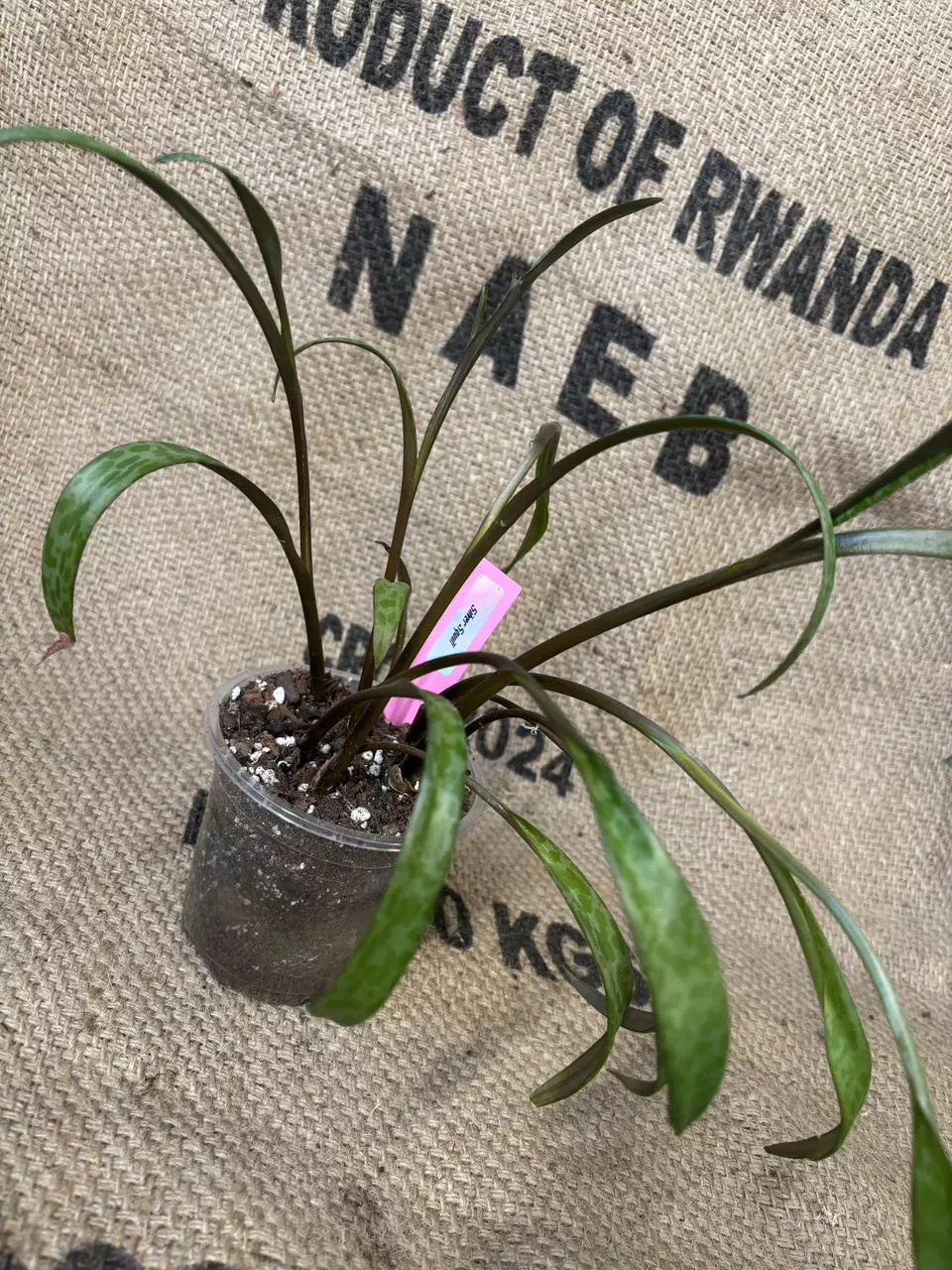 plant/Silver Squill-0