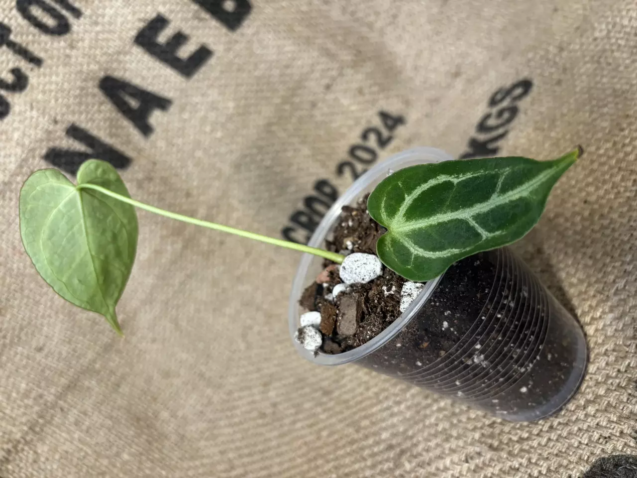 plant/Anthurium Brielle-3