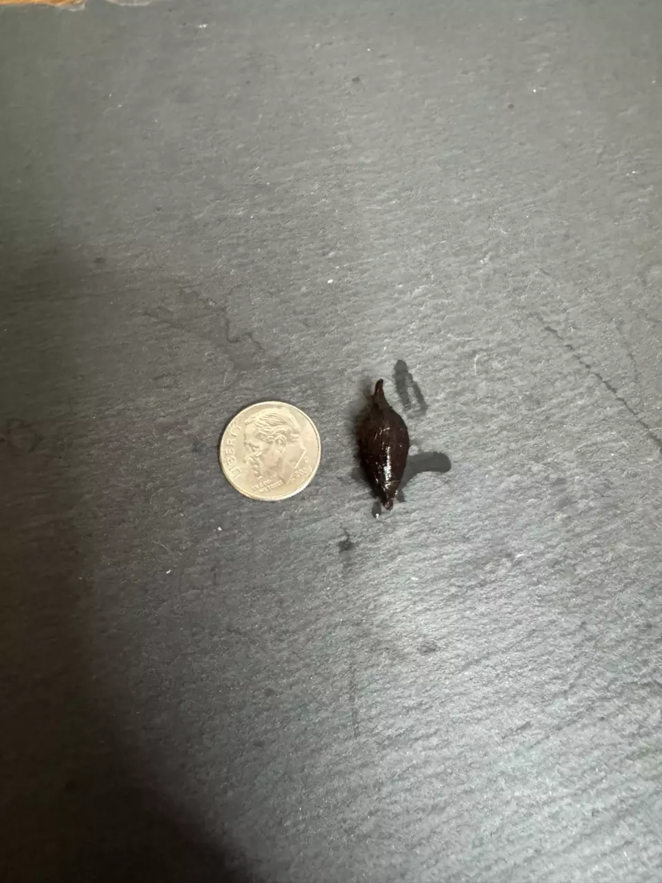 plant/Alocasia Longiloba Green Galaxy CORM-1