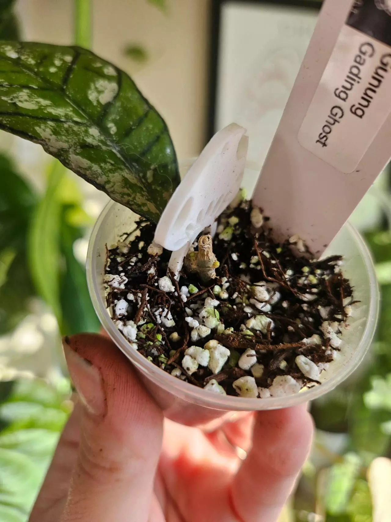 plant/Gunung gading ghost lightly rooted-1