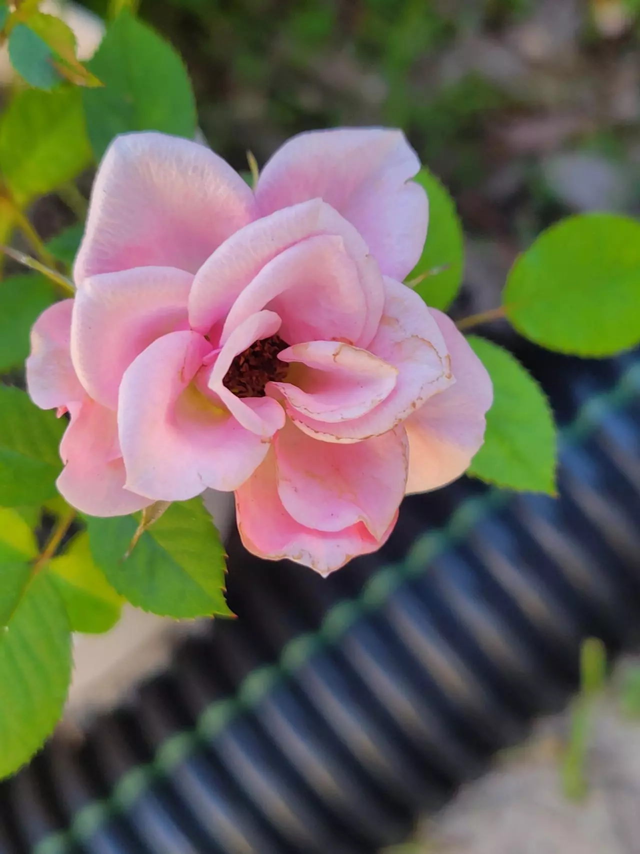 plant/Pink Mini Rose Bush plant A 4" pot-0