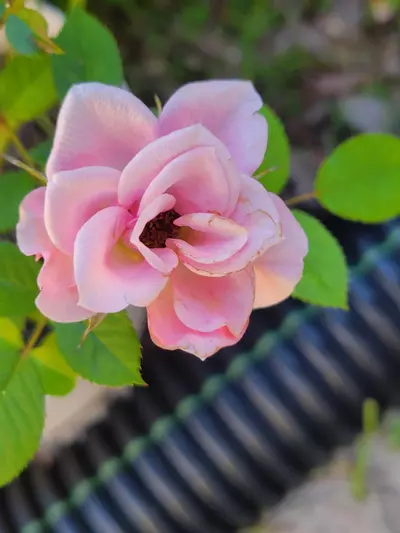 plant/Pink Mini Rose Bush plant A 4" pot-0-thumbnail