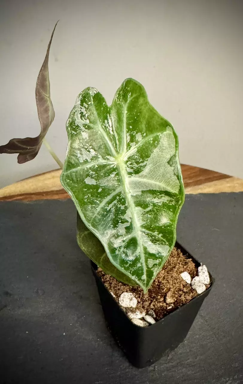 plant/Alocasia Amazonica Pink Polly - 2 in pot-1