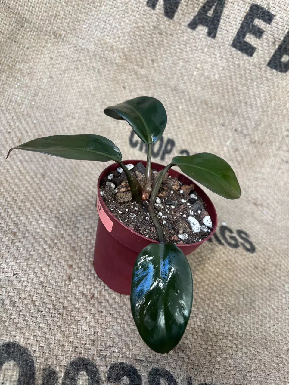 plant/Philodendron NOID-0