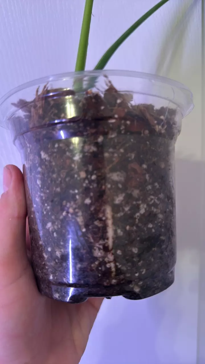 plant/Low varigation Thai constellation (ships in 5 inch pot)-1