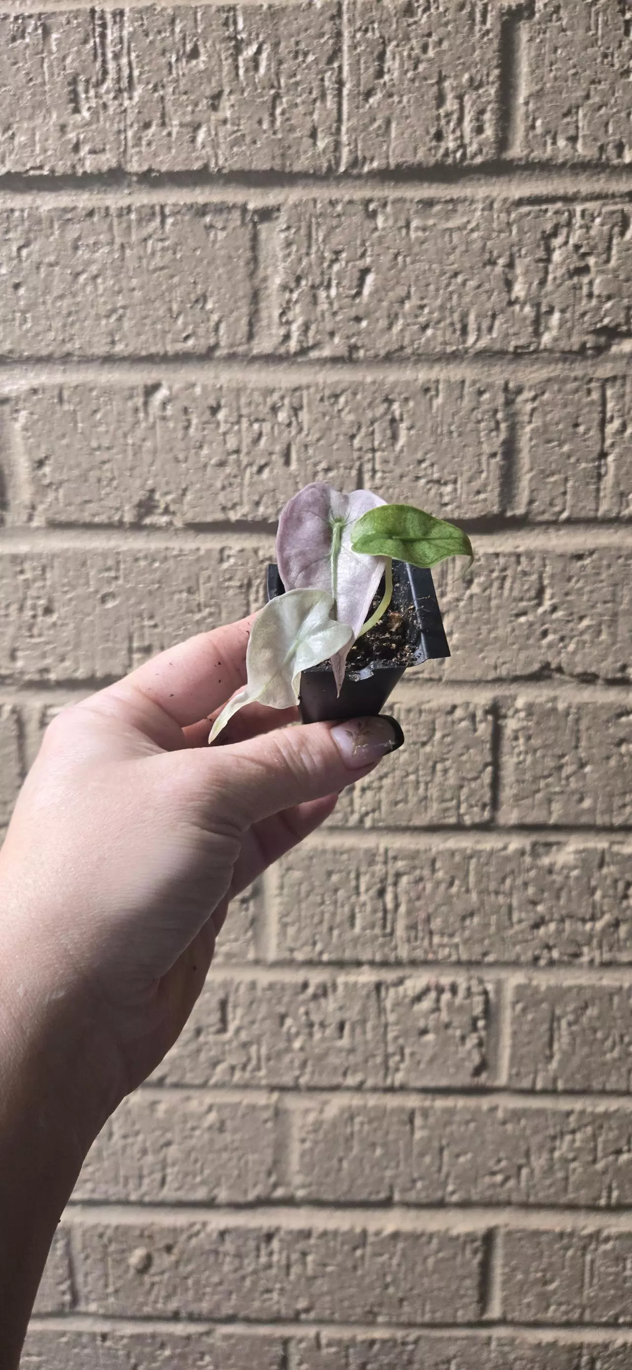 plant/Polly ghost mint GC-0