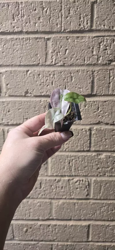 plant/Polly ghost mint GC-0-thumbnail