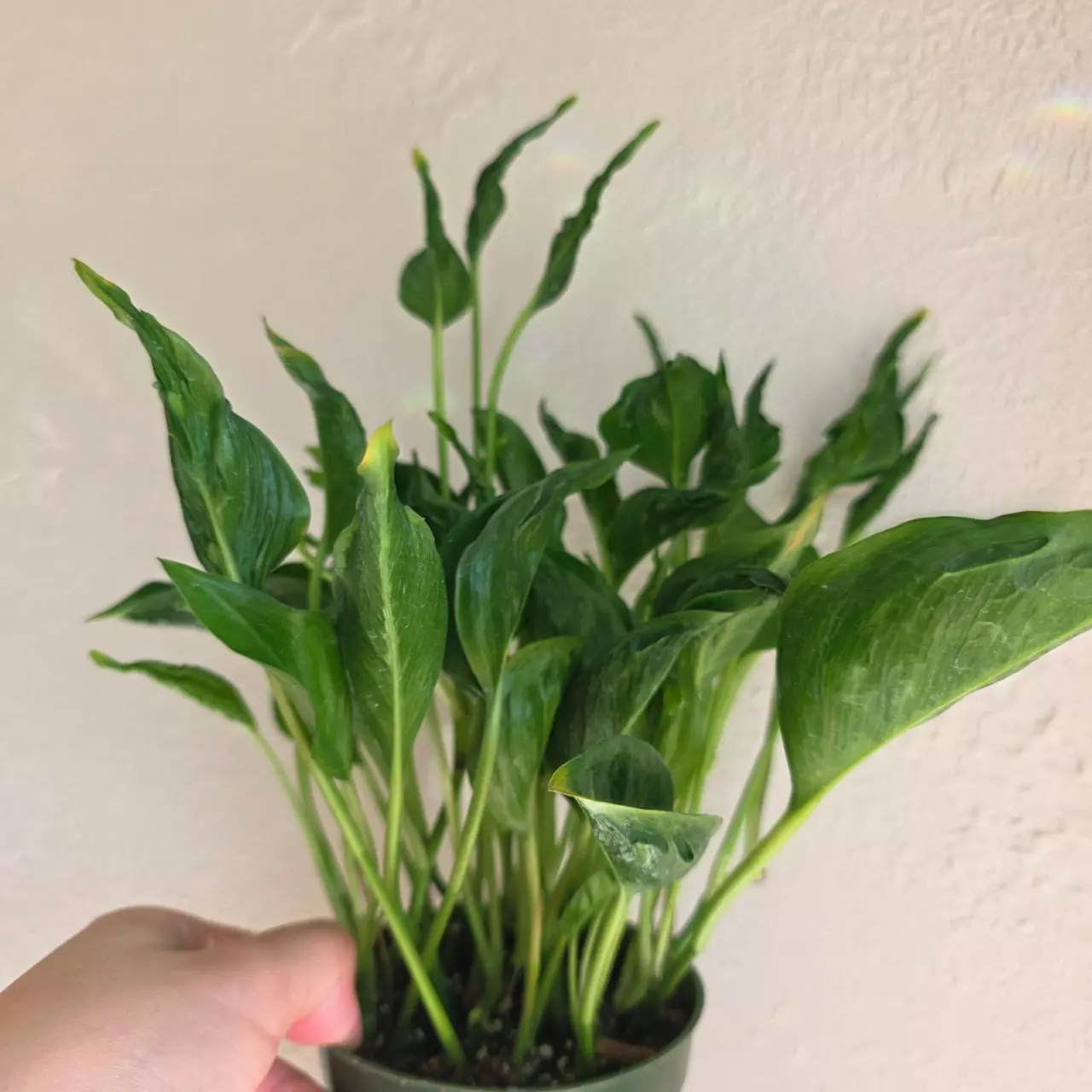 plant/Shangri la pothos-1